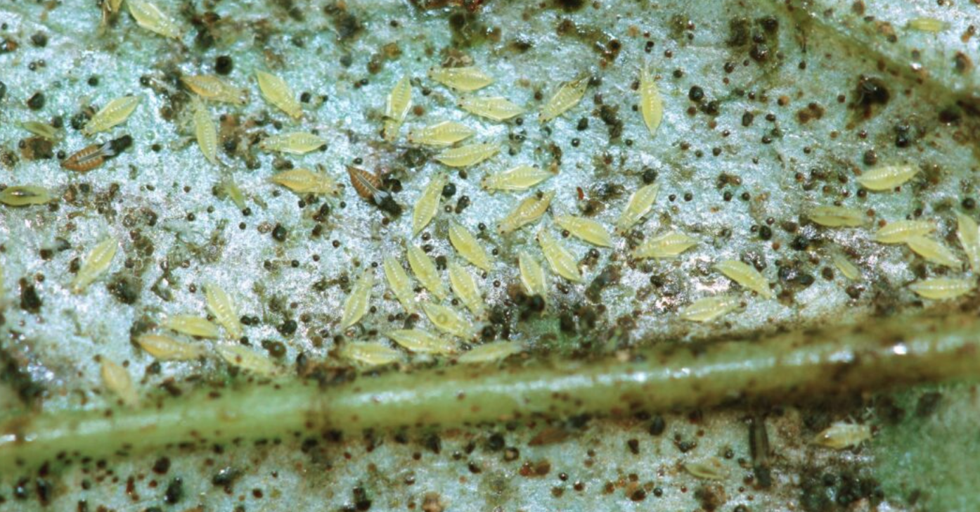 Trips_pimiento_agricultuta_plaga|Franklinothrips vespiformis trips koppert